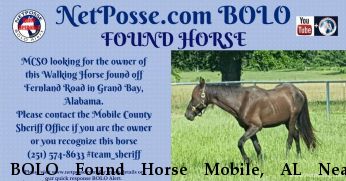 BOLO Found Horse Mobile, AL Near Shelby, NC, 28151